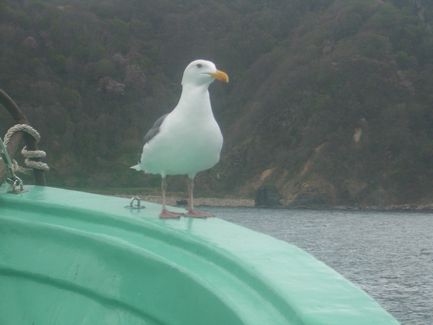 小樽沖　ヒラメ釣り