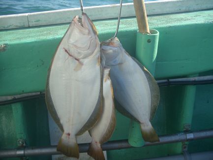 小樽沖  ヒラメ釣り