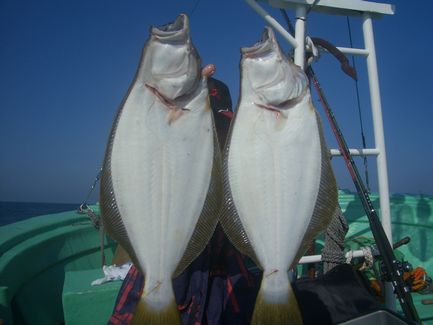 小樽沖　ヒラメ釣り