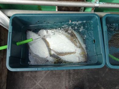 小樽　小樽沖　ヒラメ釣り