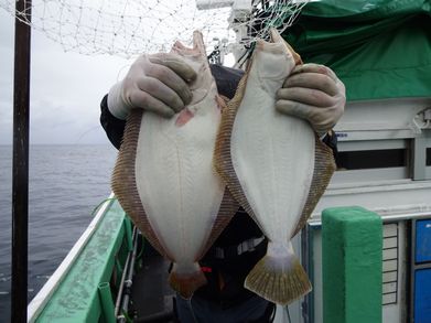 小樽　小樽沖　ヒラメ釣り