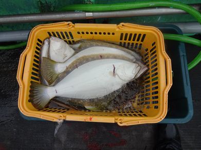 小樽　小樽沖　ヒラメ釣り