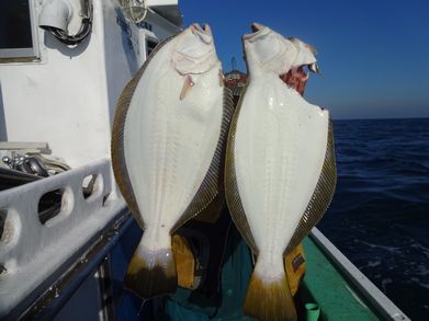 小樽　小樽沖　ヒラメ釣り