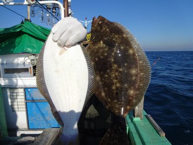 小樽　小樽沖　ヒラメ釣り