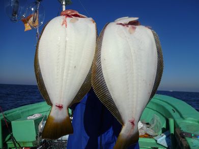 小樽　小樽沖　ヒラメ釣り