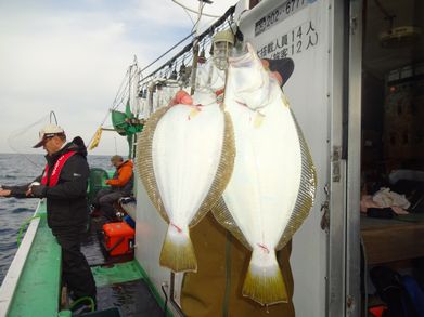 小樽　小樽沖　ヒラメ釣り