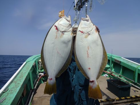 小樽　小樽沖　ヒラメ釣り