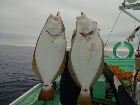 小樽　小樽沖　ヒラメ釣り