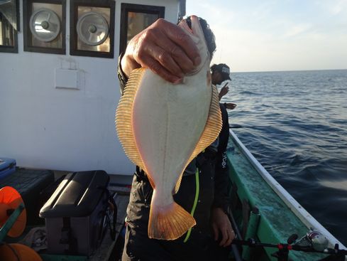 小樽　小樽沖　ヒラメ釣り