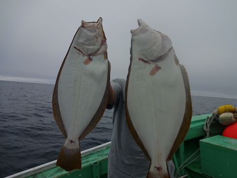 小樽　小樽沖　ヒラメ釣り