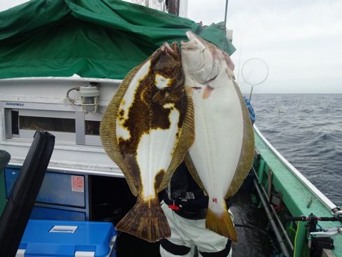 小樽　小樽沖　ヒラメ釣り