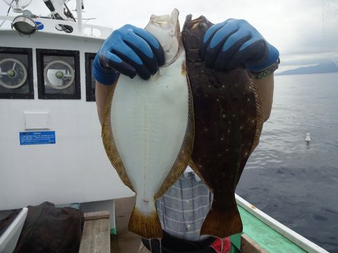 小樽　小樽沖　ヒラメ釣り