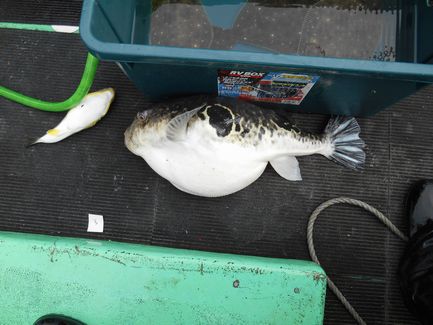 小樽沖  ヒラメ釣り