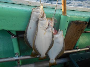 小樽沖　ヒラメ釣り