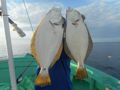 小樽　小樽沖　ヒラメ