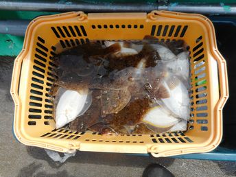 小樽　小樽沖　ヒラメ釣り